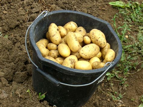 Image of black bucket holding potatoes
