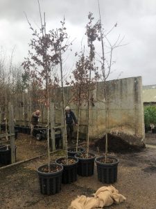 Image of two men with sapling oak trees