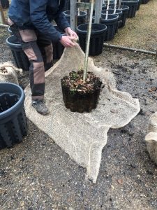 Image of sapling oak pot being wrapped in cloth