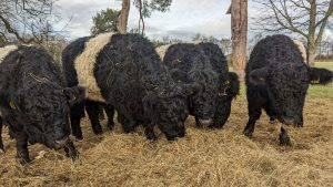 5 Belted Galloways eating straw in front of trees. Image credit Cambridge Past, Present & Future