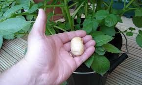 Image of a hand with a seed potato in front of a bucket containing a potato plant.