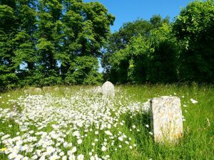 Grave stones among wild meadow, daisies and with trees in the background