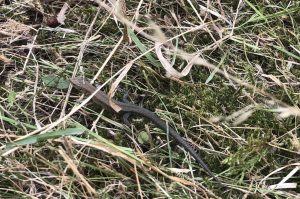 Common Lizard in the grass