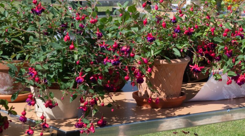 Table top covered with terracotta pots, planted with fuschias grown from plug plants for the Village Show 2021