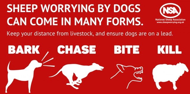 NSA Sheep worrying by dogs poster. White text on red background