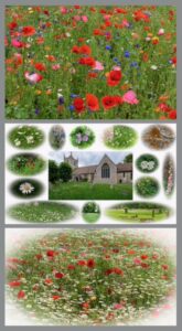 Composite picture of the three prints to be auctioned of wild flowers and the church