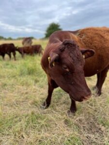 Red Devon Cattle in a field