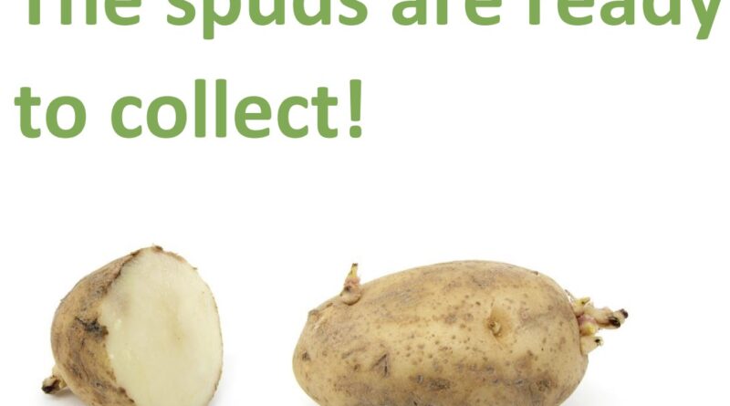 The spuds are ready to collect, text on white background with images of chitting spuds.